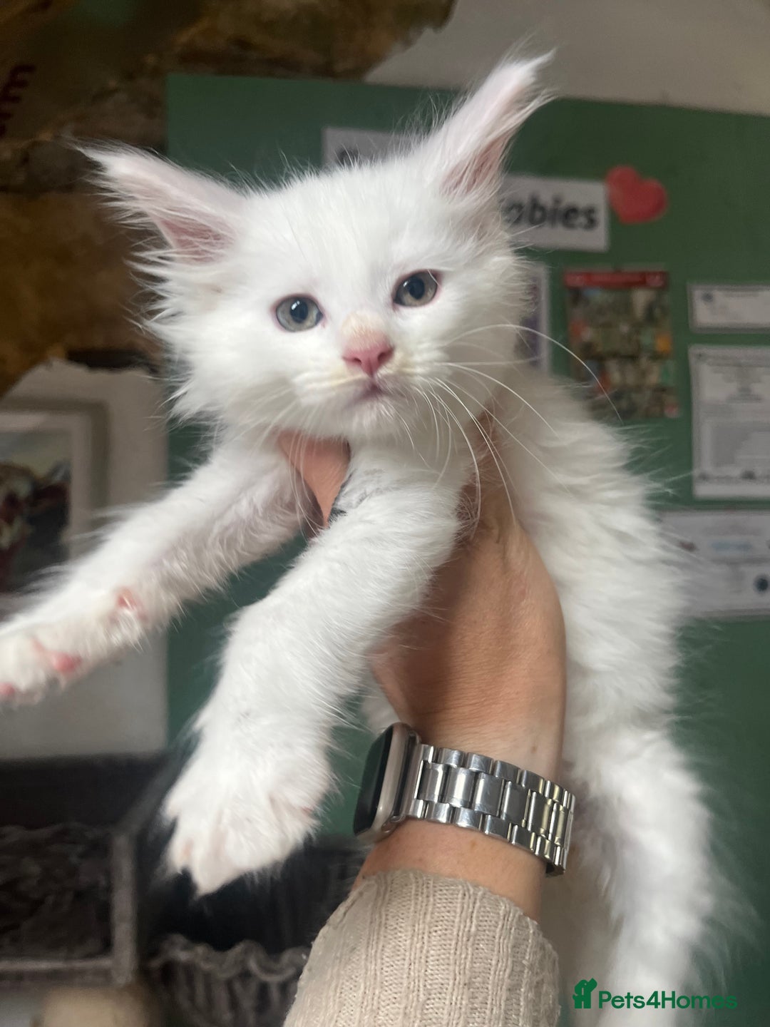 Maine Coon cats for sale: Stunning TICA registered Maine coon kittens  - Image 16