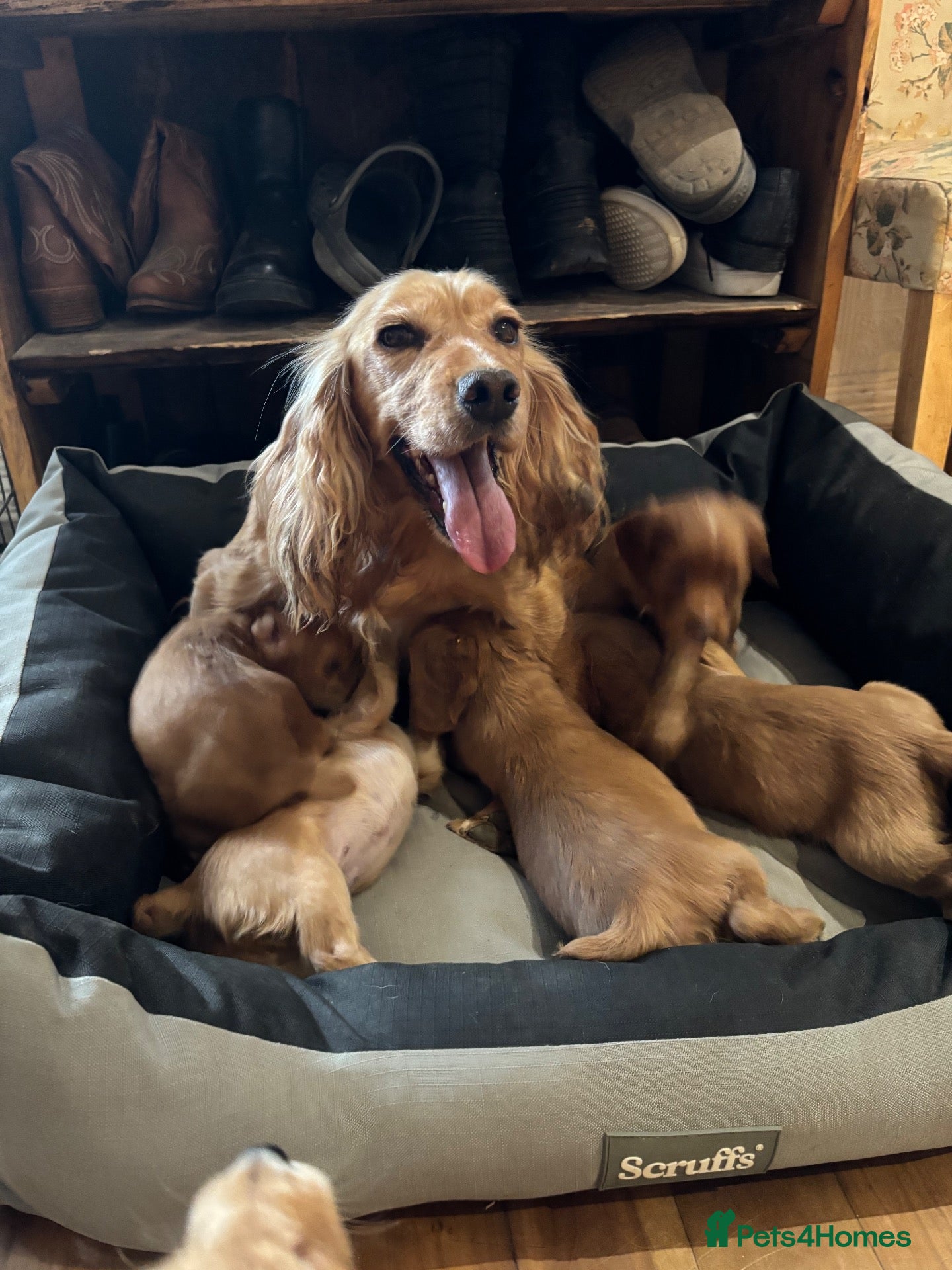 Cocker Spaniel dogs Working cocker spaniel pups  - Advert 1