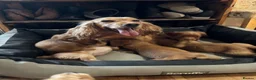 Cocker Spaniel dogs for sale: Working cocker spaniel pups  - Advert 1