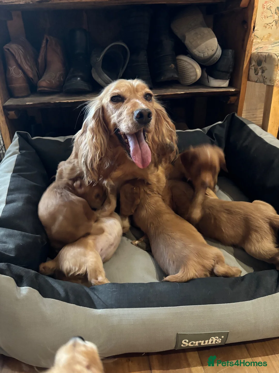 Cocker Spaniel dogs for sale: Working cocker spaniel pups  - Advert 1