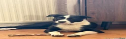Border Collie dogs for sale: Benji the Border Collie in Ormskirk - Advert 8