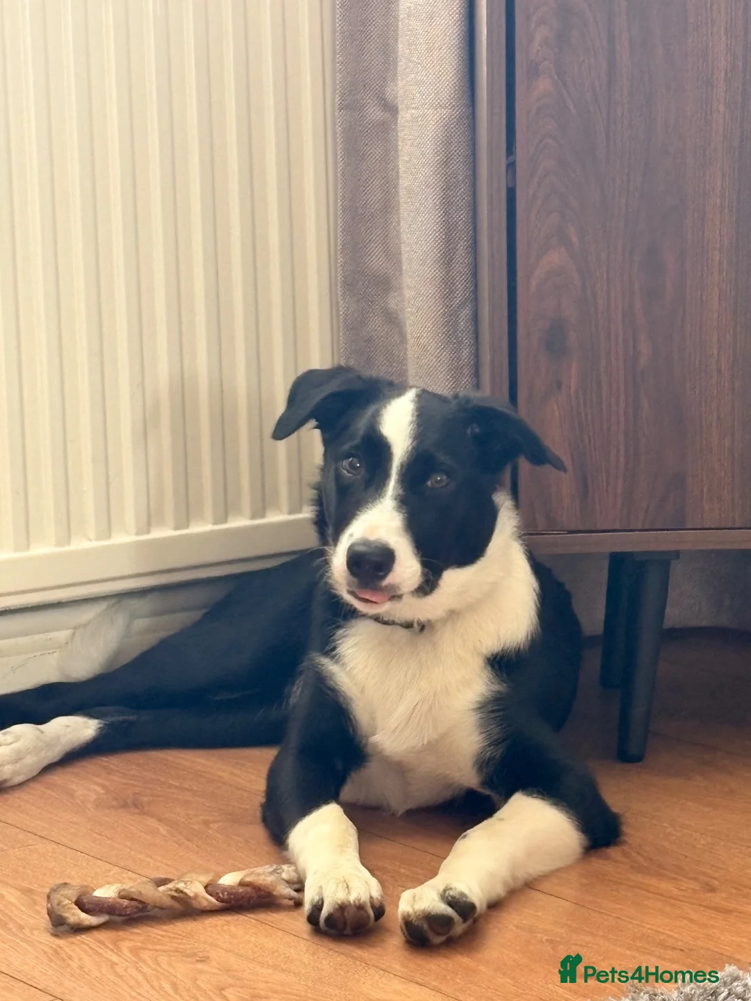 Border Collie dogs for sale: Benji the Border Collie in Ormskirk - Advert 8
