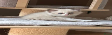 Ragdoll 6
