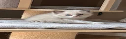 Ragdoll cats for sale: Registered pedigree cherubim Ragdolls - Advert 9