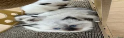 Ragdoll cats for sale: Ragdoll kittens *one female left* - Advert 11