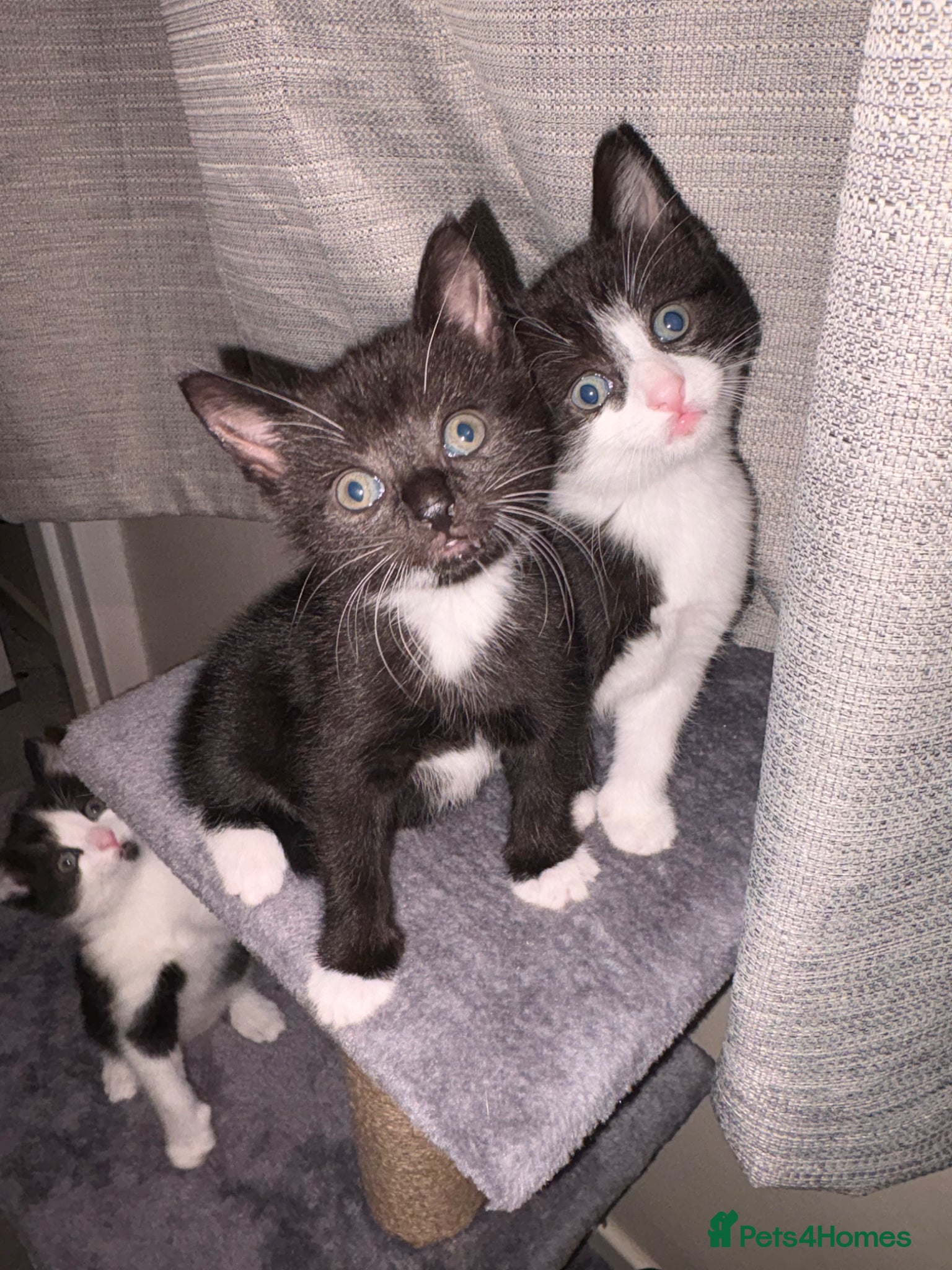 Mixed Breed cats Two male kittens - Advert 1