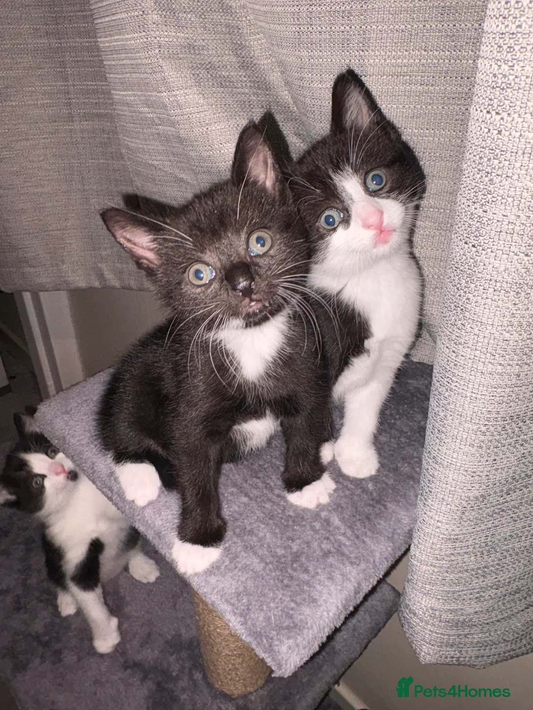Mixed Breed cats for sale: Two male kittens - Advert 1