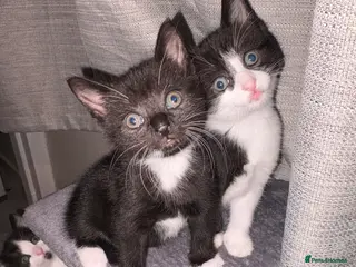 Mixed Breed cats Two male kittens - Advert 8
