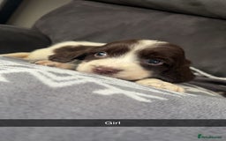 Cocker Spaniel dogs for sale: Cocker Spaniel Puppy’s  - Image 34