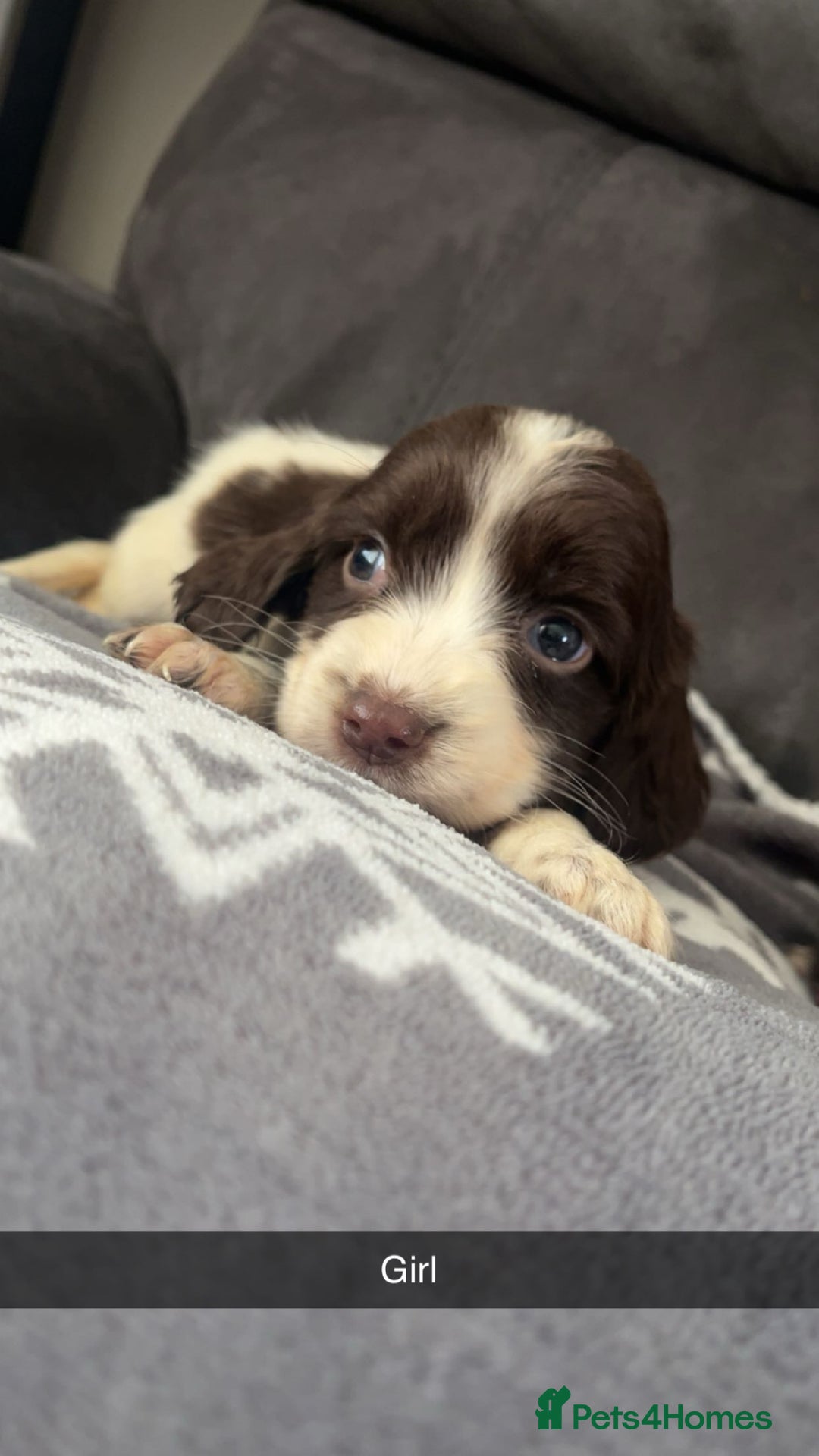 Cocker Spaniel dogs for sale: Cocker Spaniel Puppy’s  - Image 34