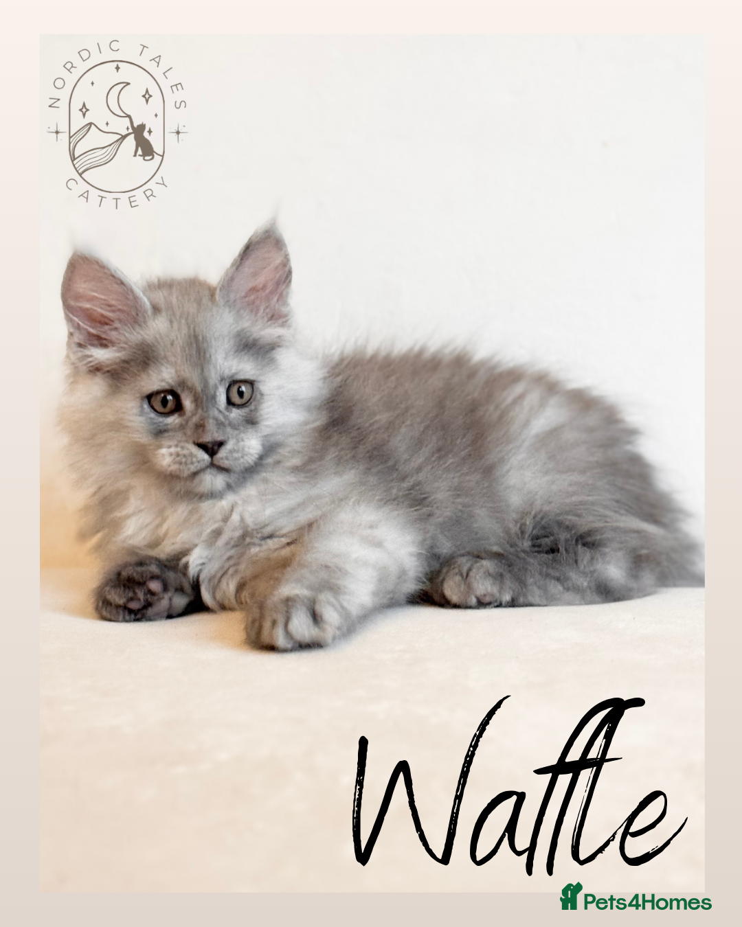 Maine Coon cats for sale: High Smoke, Smoke & Tabby Maine Coons - Advert 3