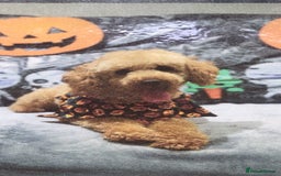 Jackapoo dogs for sale: Adorable Jackapoo puppies for sale !!!! - Image 33