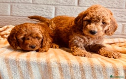 Cockapoo dogs for sale: Cockapoos Toy pra clear  - Image 1