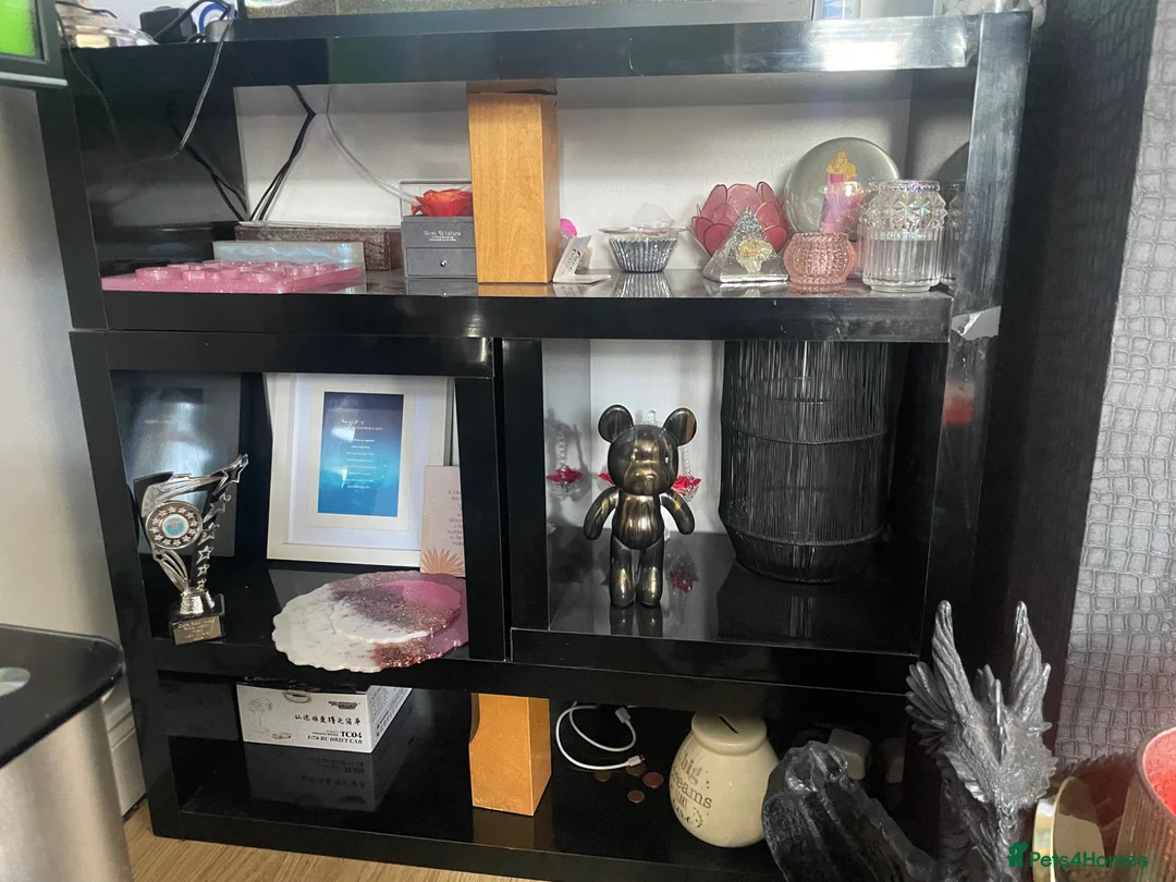 Rainbow Fish fish for sale: Fish Tank Aquarium  in Oldham - Advert 2