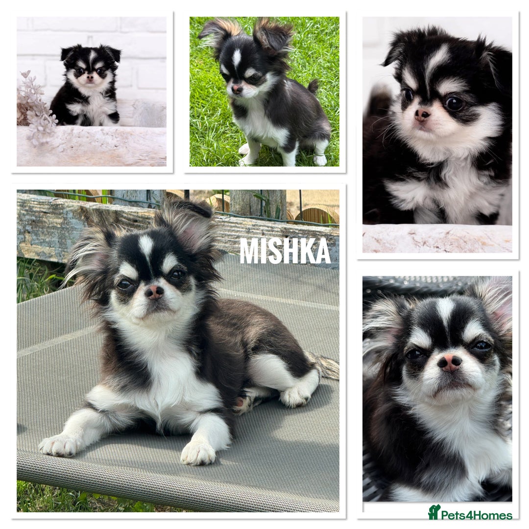 Chihuahua dogs for sale: Unique marking husky LC chihuahua girl  - Advert 4