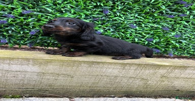 Miniature Dachshund dogs - Advert 10