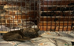 Mixed Breed dogs for sale: Beautiful Whippet X  - Image 14
