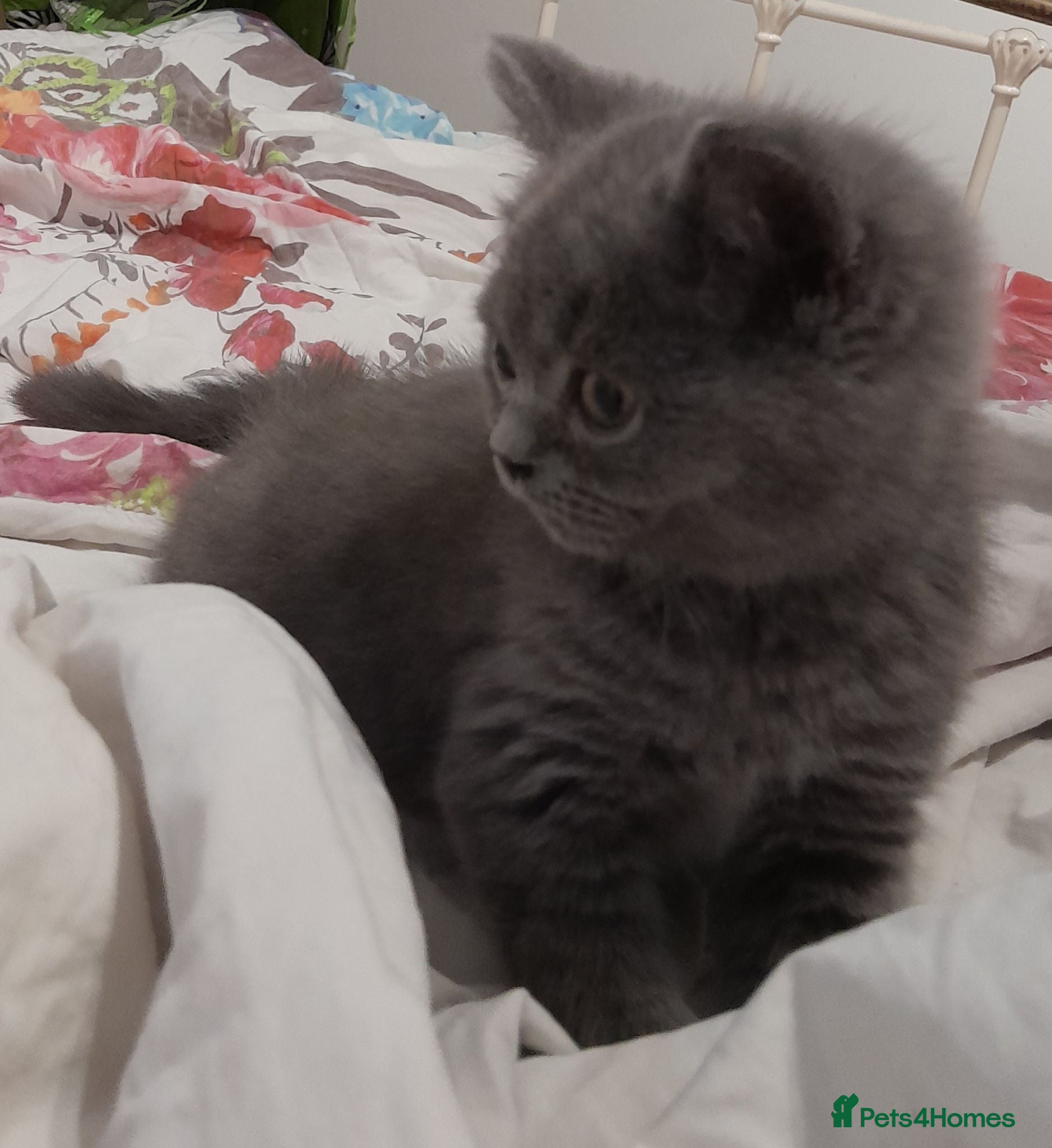 British Shorthair cats LAST STUNNING GCCF BSH SOLID  BLUE - READY NOW  - Advert 7