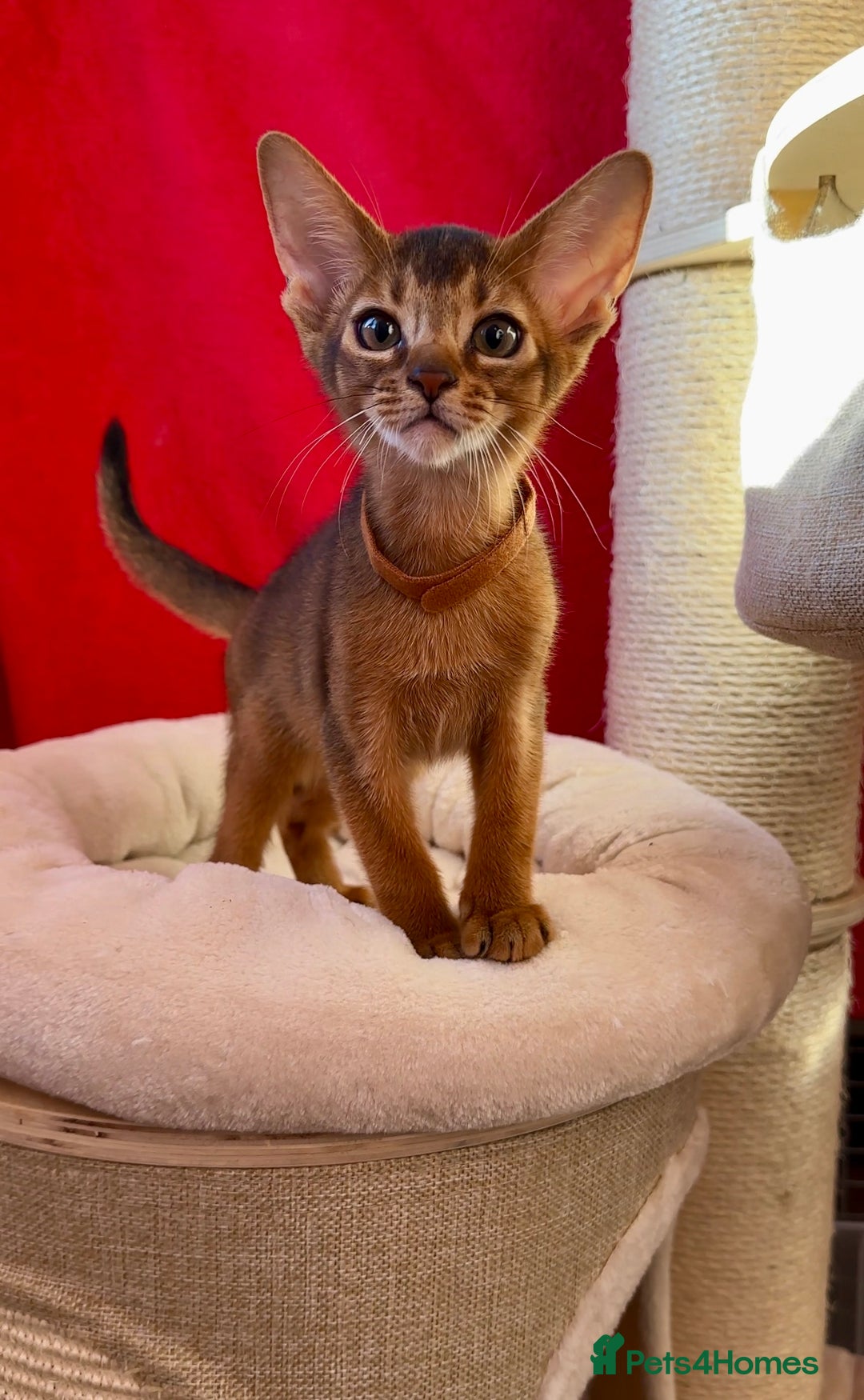 Abyssinian cats for sale: Gorgeous Abyssinian Kittens  Ready December 2025 - Advert 14