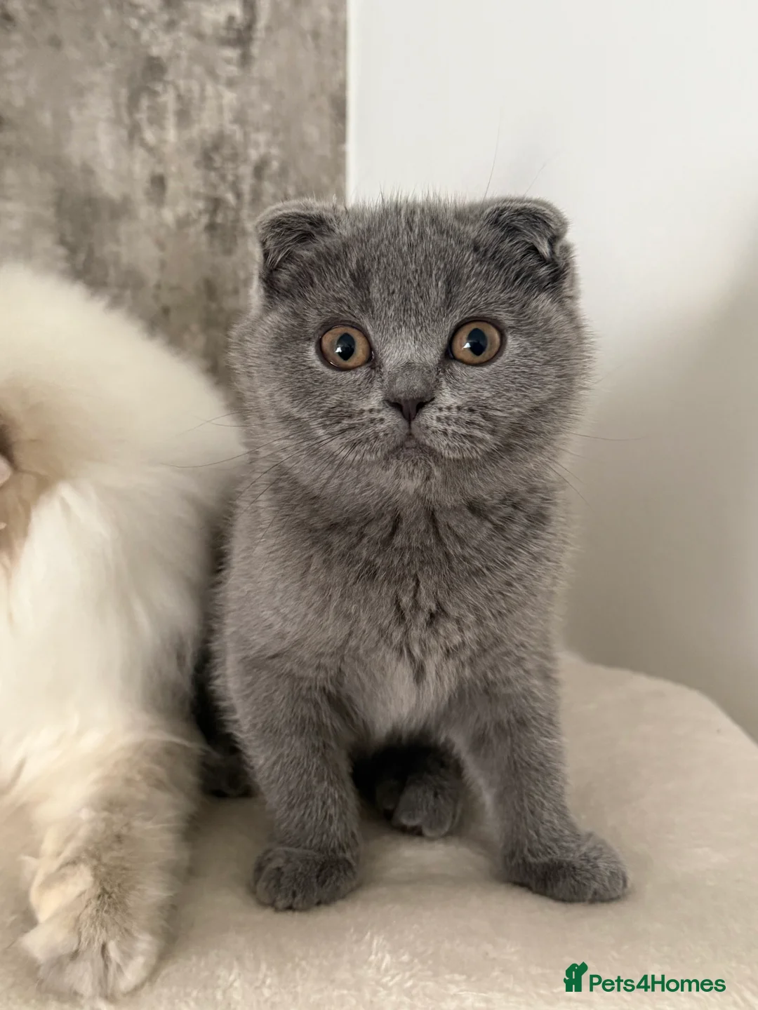 Scottish Fold cats for sale: Female Scottish fold kitten - Advert 4