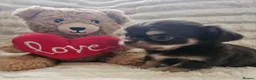 Chihuahua dogs for sale: Stunning chihuahua puppies  - Advert 22