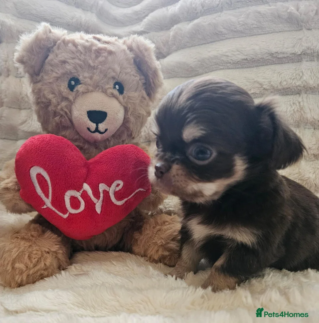 Chihuahua dogs for sale: Stunning chihuahua puppies  - Advert 22
