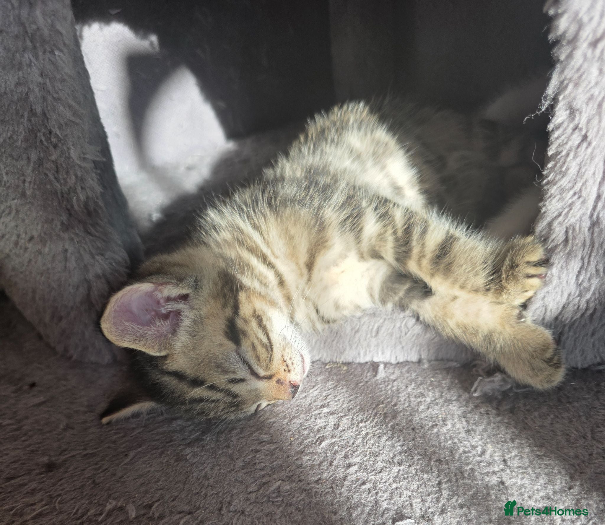 Norwegian Forest Cat cats Norwegian forest cat X marbled bengal - Advert 2