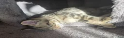 Norwegian Forest Cat cats for sale: Norwegian forest cat X marbled bengal - Advert 14