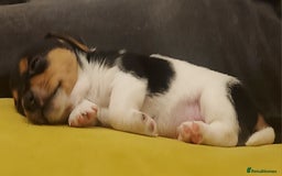 Jack Russell dogs for sale: Stunning tri coloured small JR puppies. - Advert 4