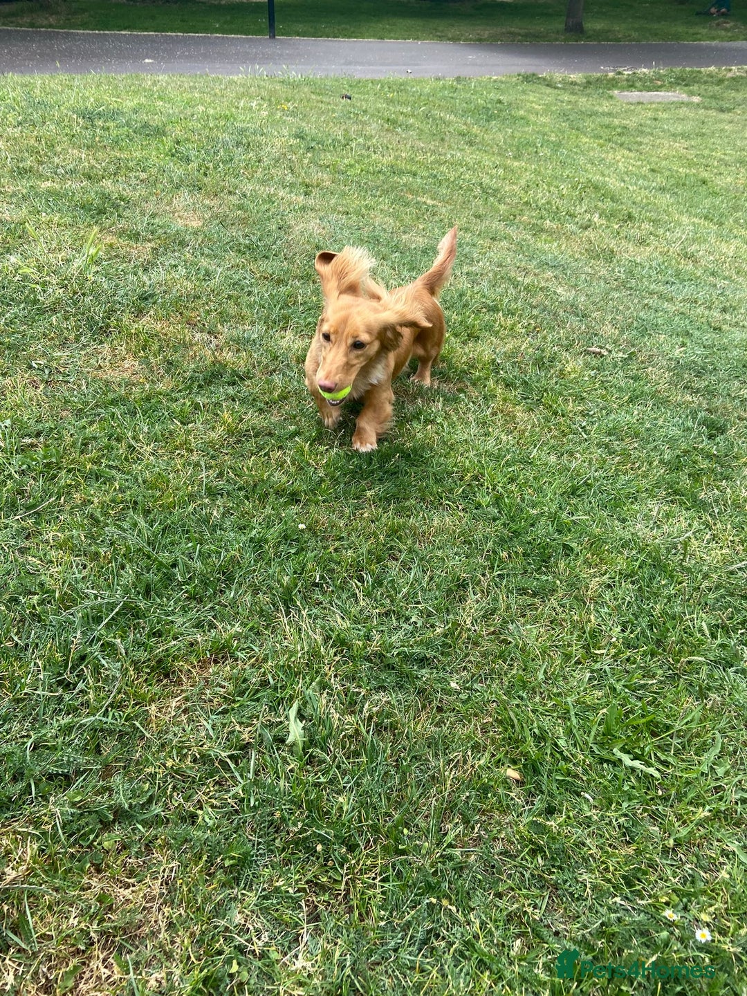 Miniature Dachshund dogs for sale: Long hair cream girl  - Advert 2