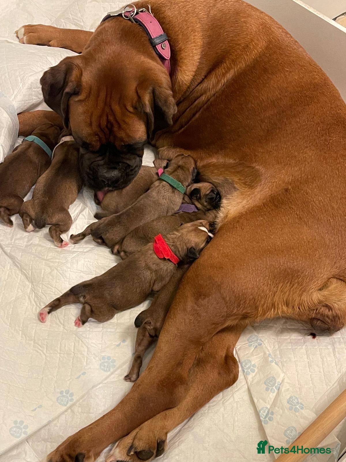 Boxer dogs Stunning KC registered bobtailed Boxer puppies - Advert 1