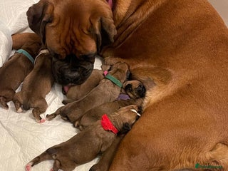 Boxer dogs Stunning KC registered bobtailed Boxer puppies - Advert 1
