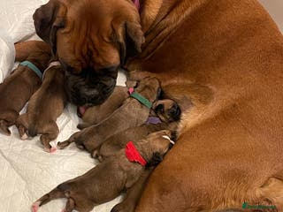 Boxer dogs Stunning KC registered bobtailed Boxer puppies - Advert 1