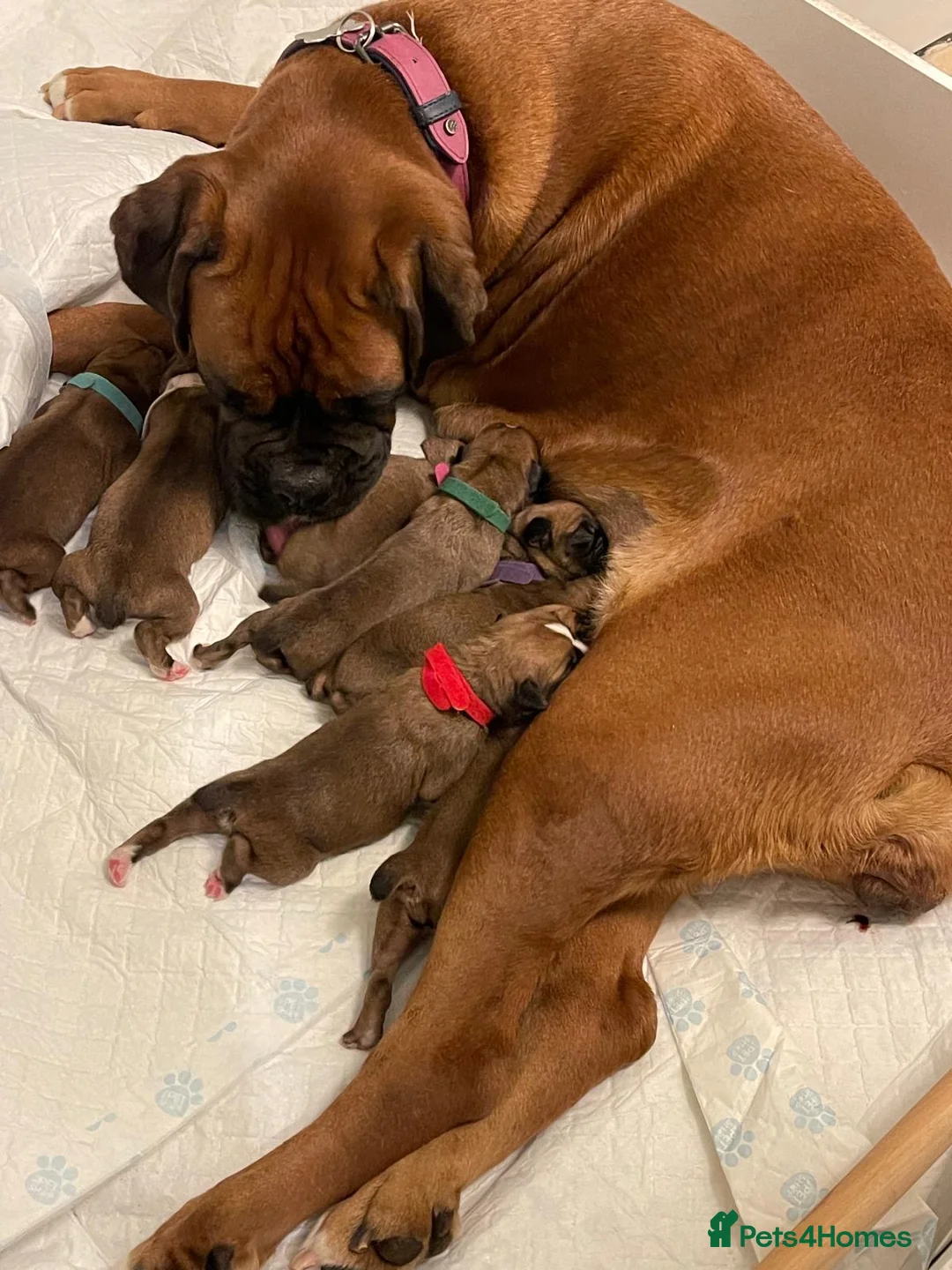 Boxer dogs for sale:  Stunning KC reg bobtailed boxers *1 girl left* - Advert 6