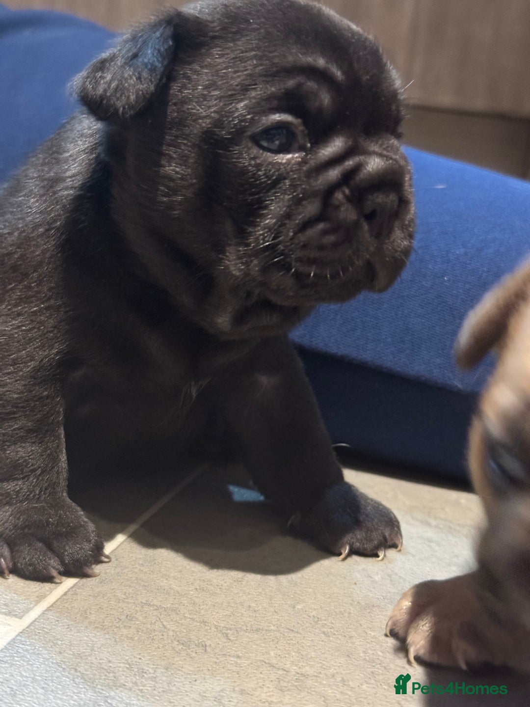 French Bulldog dogs for sale:  AMAZING PUPS  - Advert 5