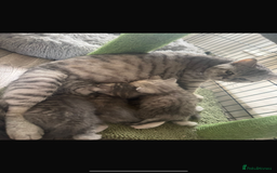 British Shorthair cats for sale: Beautiful BSH silver and gold tabby kittens ❤️ - Image 3