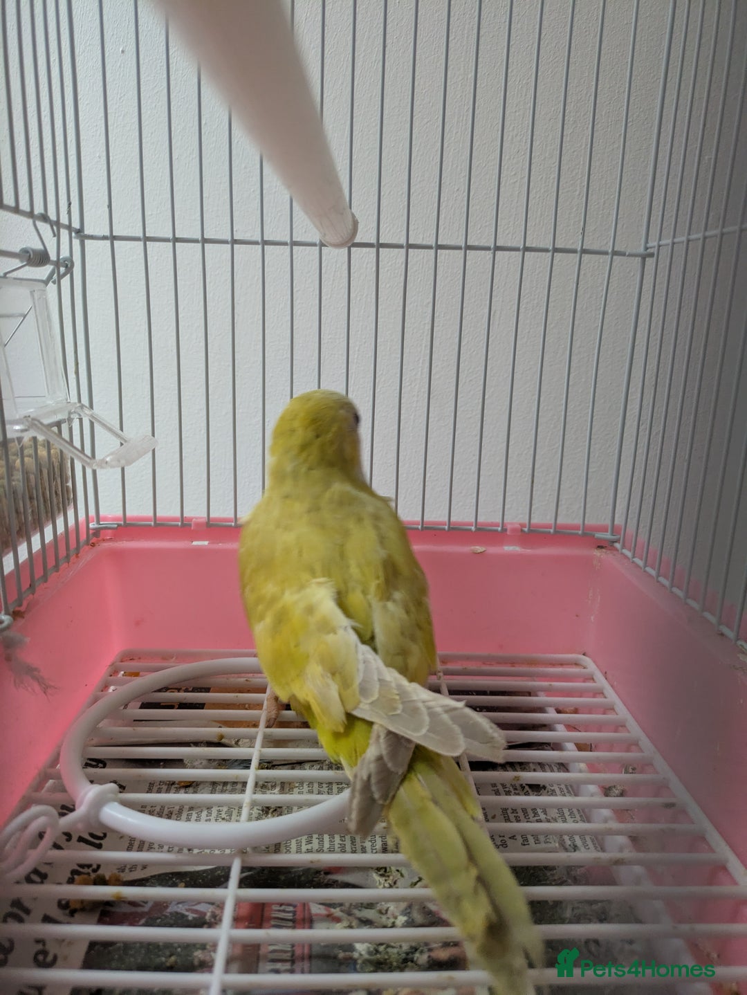 Parakeets birds for sale: Males and females DNA tested Quaker parrots babies - Image 22