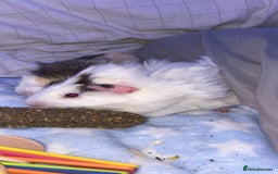 Guinea Pig rodents for sale: 2 male guinea pigs for sale  - Image 3