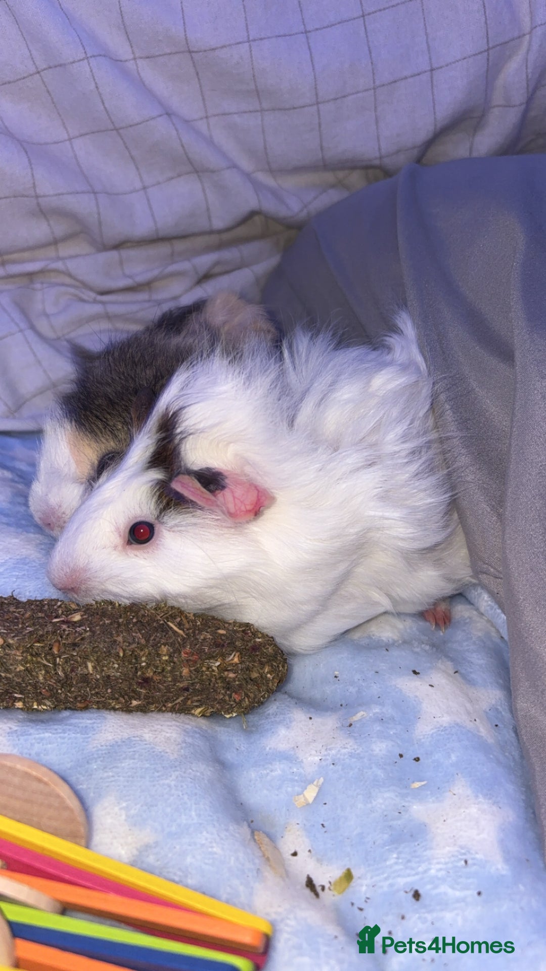Guinea Pig rodents for sale: 2 male guinea pigs for sale  - Image 3