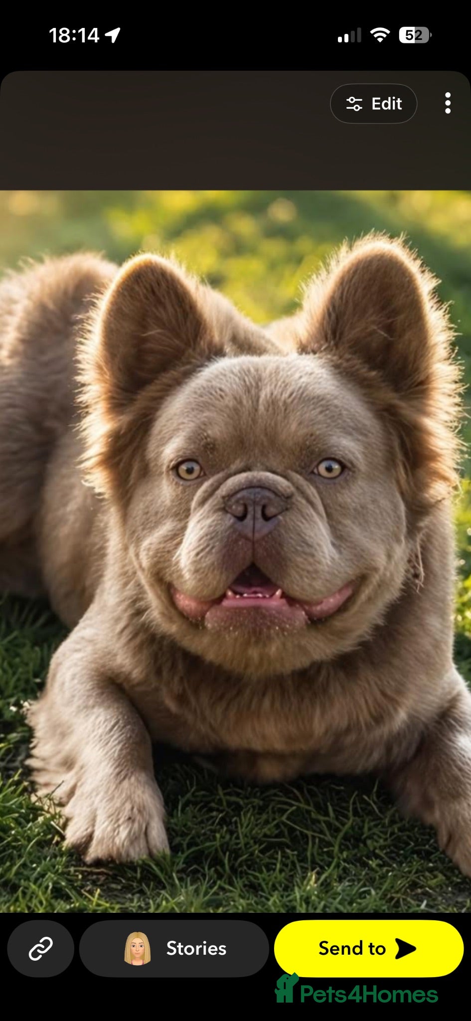 French Bulldog dogs Fluffy to fluffy  - Advert 1