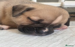 Mixed Breed dogs for sale: Pups for sale - Image 25