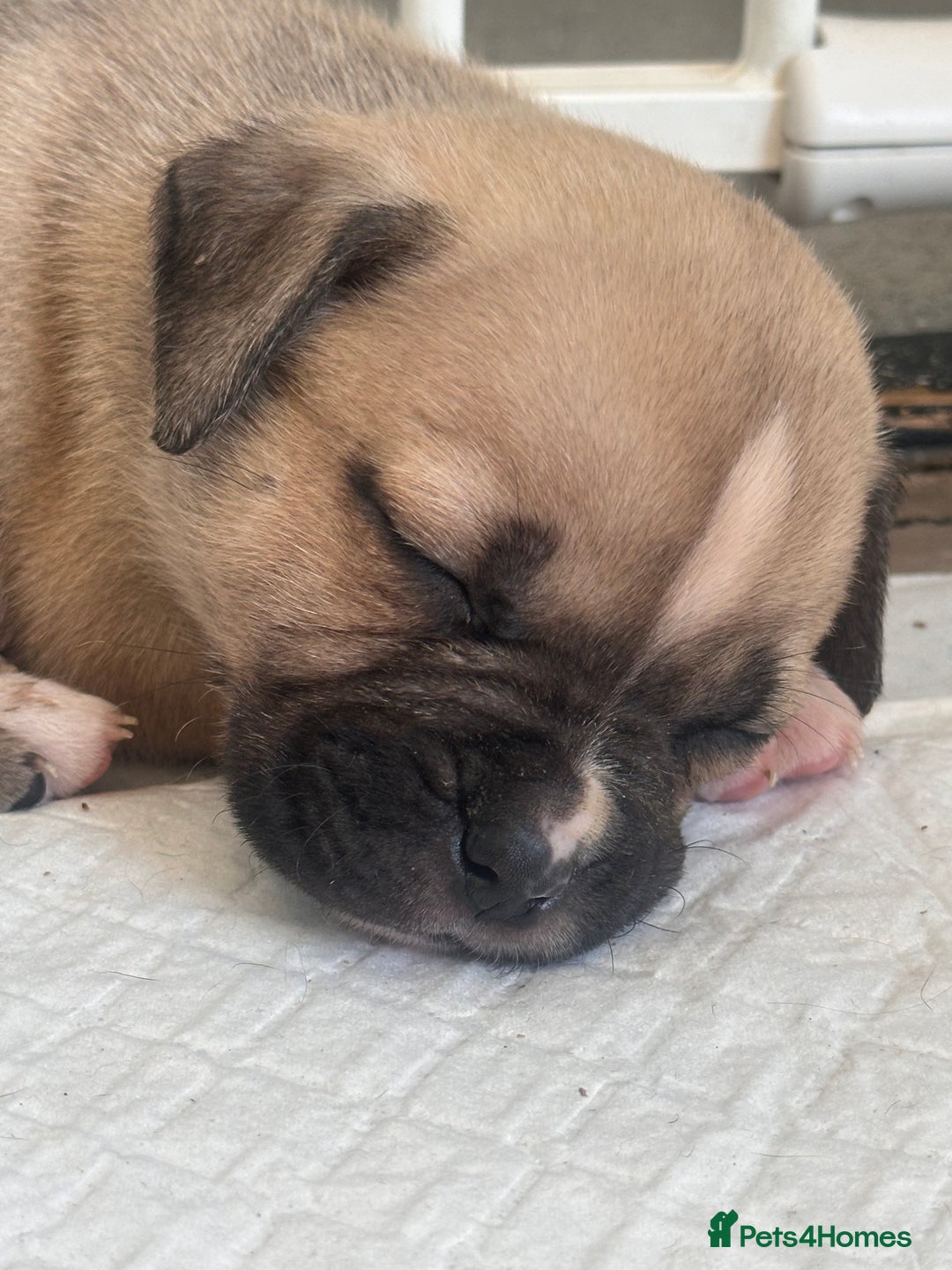 Mixed Breed dogs for sale: Pups for sale - Image 25