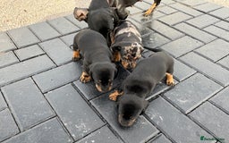 Dachshund dogs for sale: Miniature dachshund - Image 10