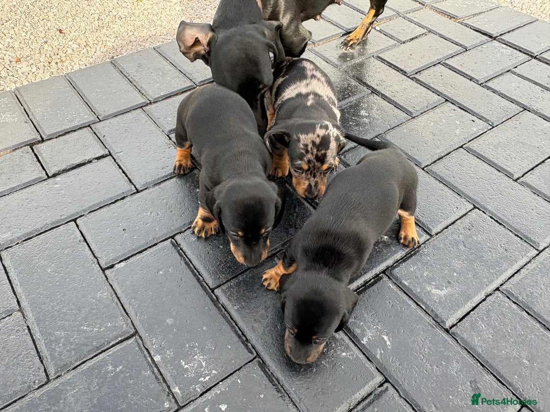 Dachshund dogs for sale: Miniature dachshund - Image 10