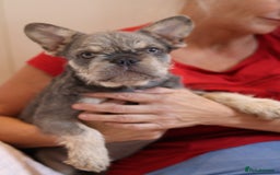 French Bulldog dogs for sale: Fluffy French bulldogs  - Image 9
