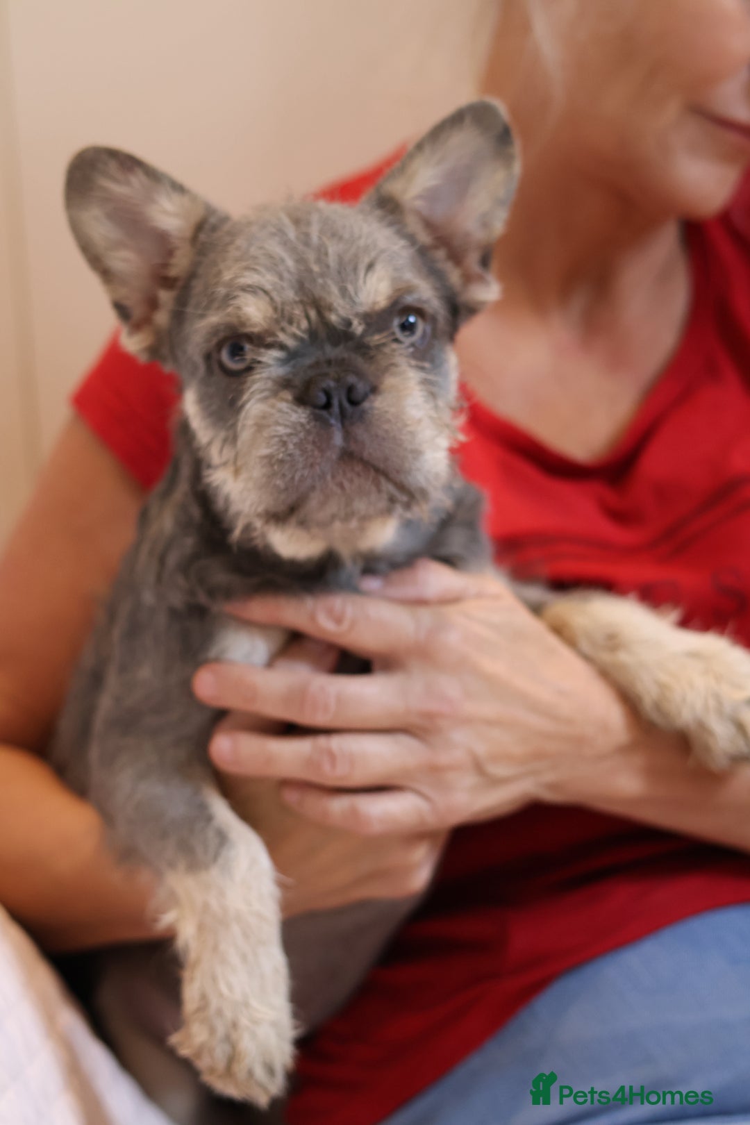 French Bulldog dogs for sale: Fluffy French bulldogs  - Image 9