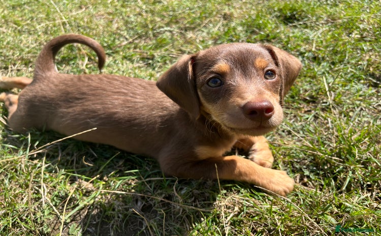 Doxiepoo dogs - Advert 1