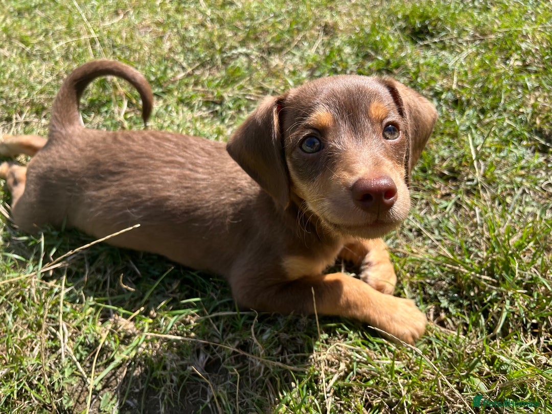 Doxiepoo dogs for sale: Doxiepoo - Image 1