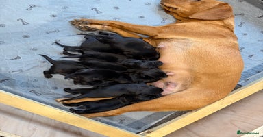 Mixed Breed dogs - Advert 6