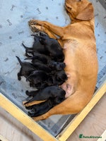 Mixed Breed dogs - Advert 14
